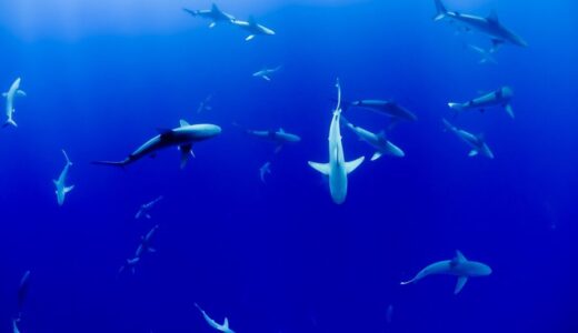 AOAO SAPPORO口コミ評判｜悪天候でも楽しめる都市型水族館の魅力　札幌のインスタ映えスポット